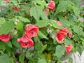 Chinese lantern